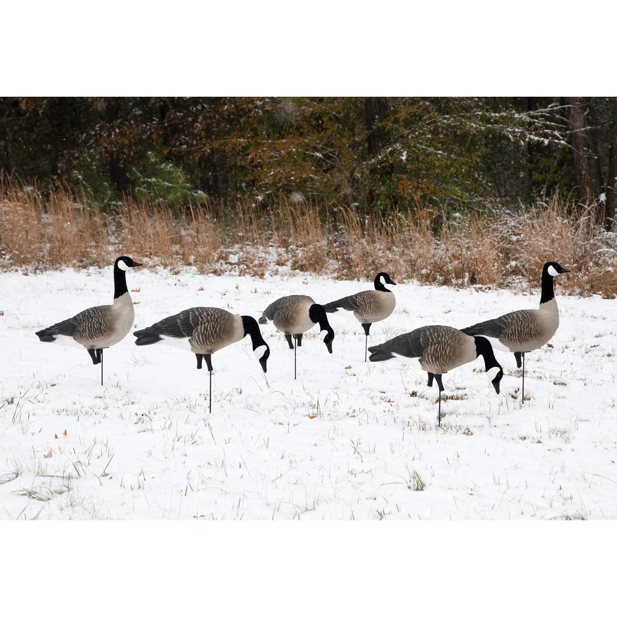 Higdon APEX Full-Size Full-Body Canada Variety Pack B